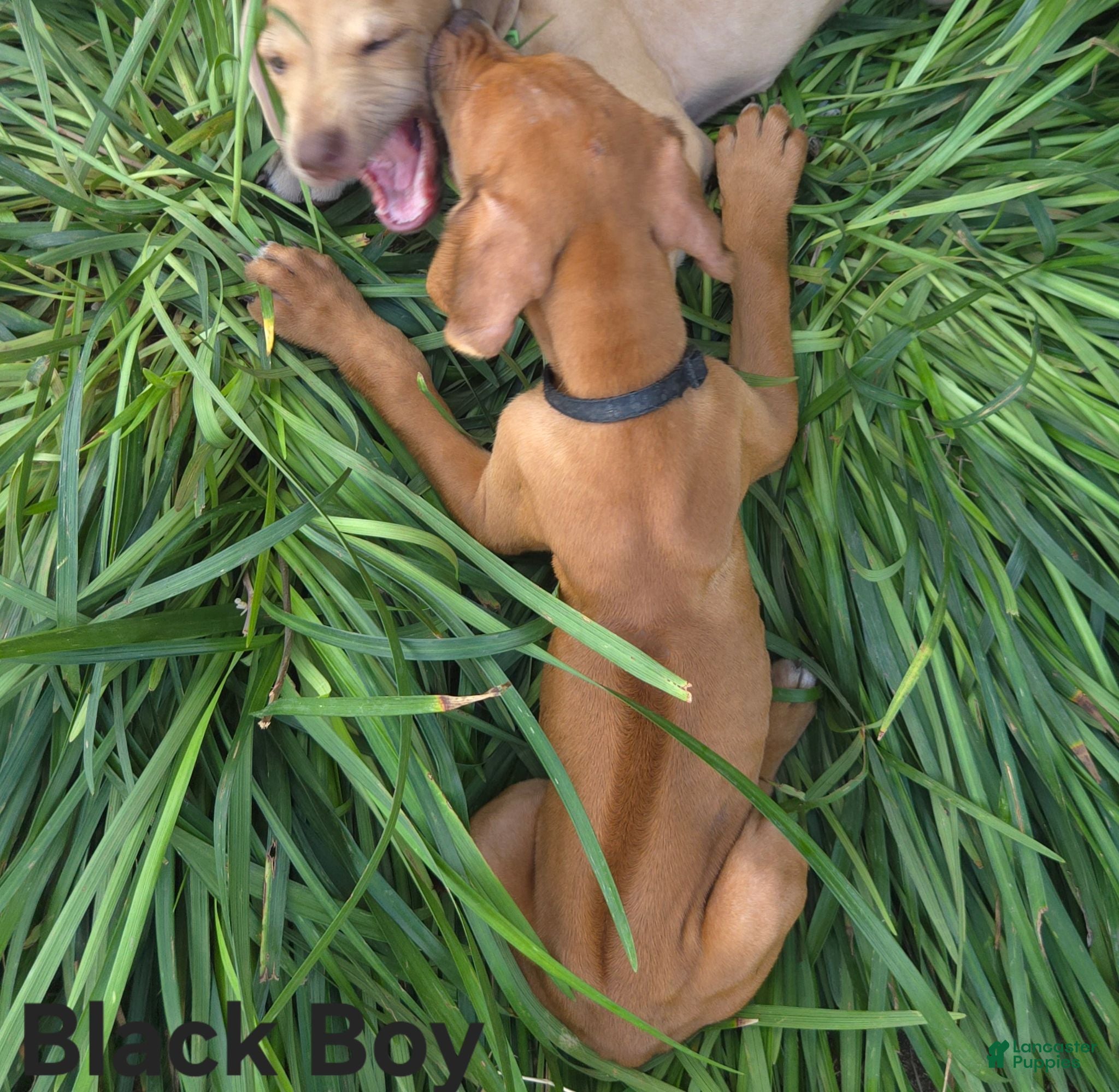 Rhodesian Ridgeback dogs Black Boy - Ad 1
