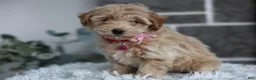 Maltipoo dogs for sale: Raya - Ad 4