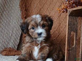 Havanese dogs - Ad 24