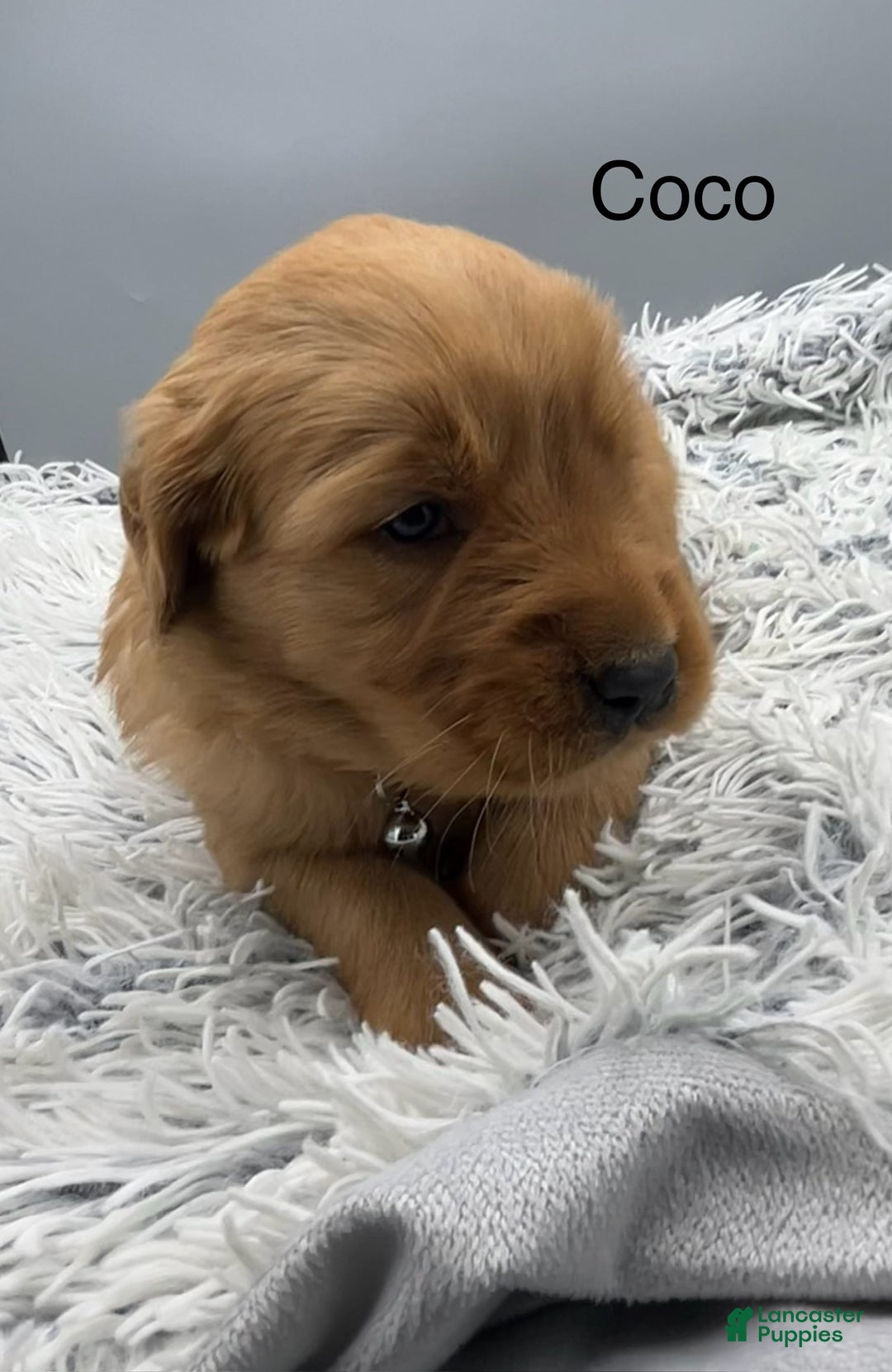 Golden Retriever dogs for sale: Golden Retriever Puppy -Coco - Ad 2