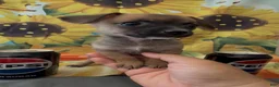 Chihuahua dogs for sale: Chihuahua 2 - Ad 3