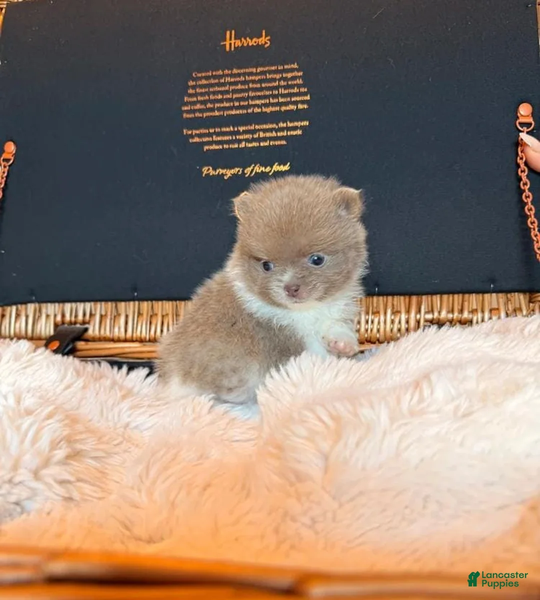 Pomeranian dogs for sale: Tania  - Ad 15