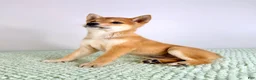Shiba Inu dogs for sale: AKC Mei - Ad 2