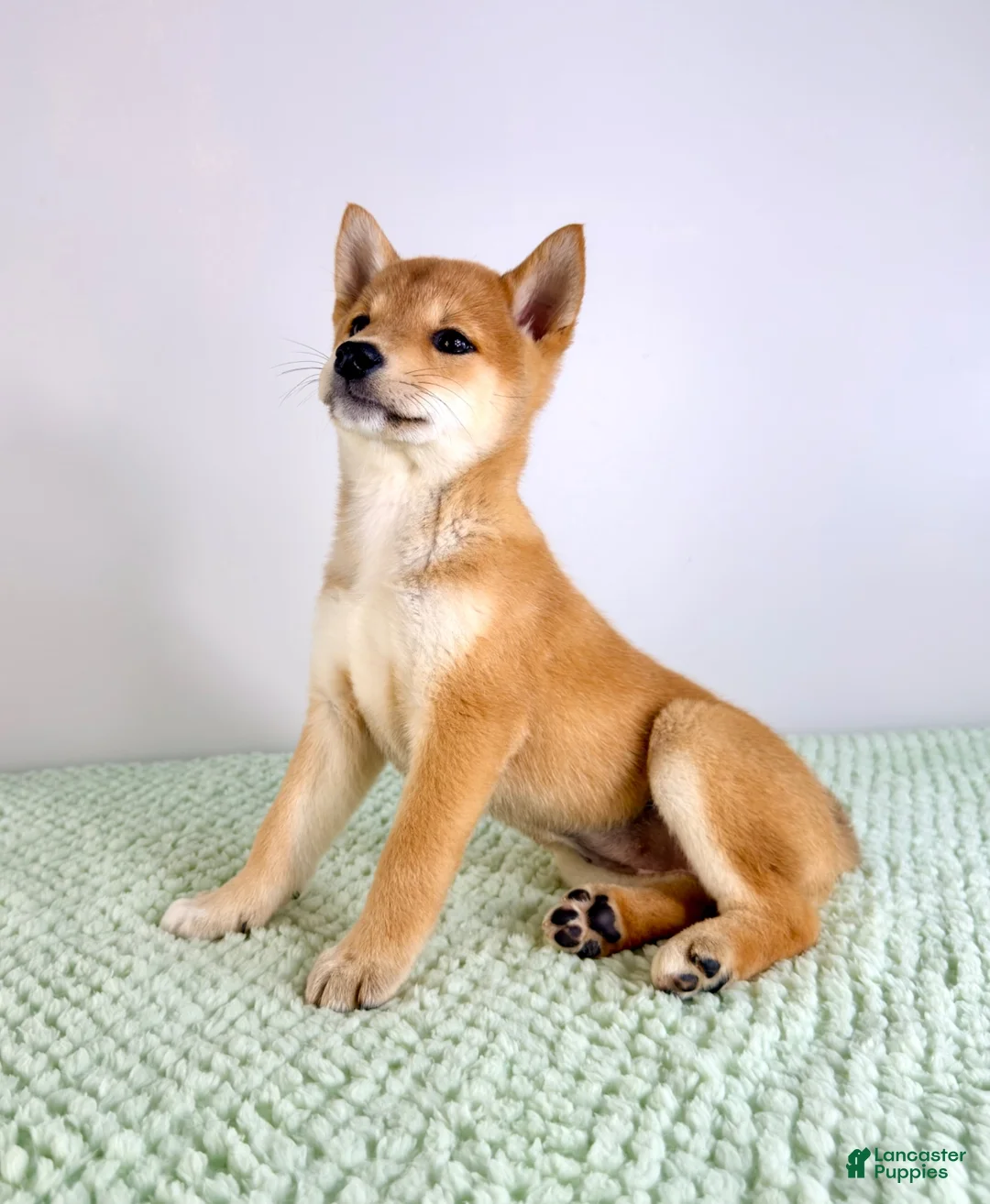 Shiba Inu dogs for sale: AKC Mei - Ad 2