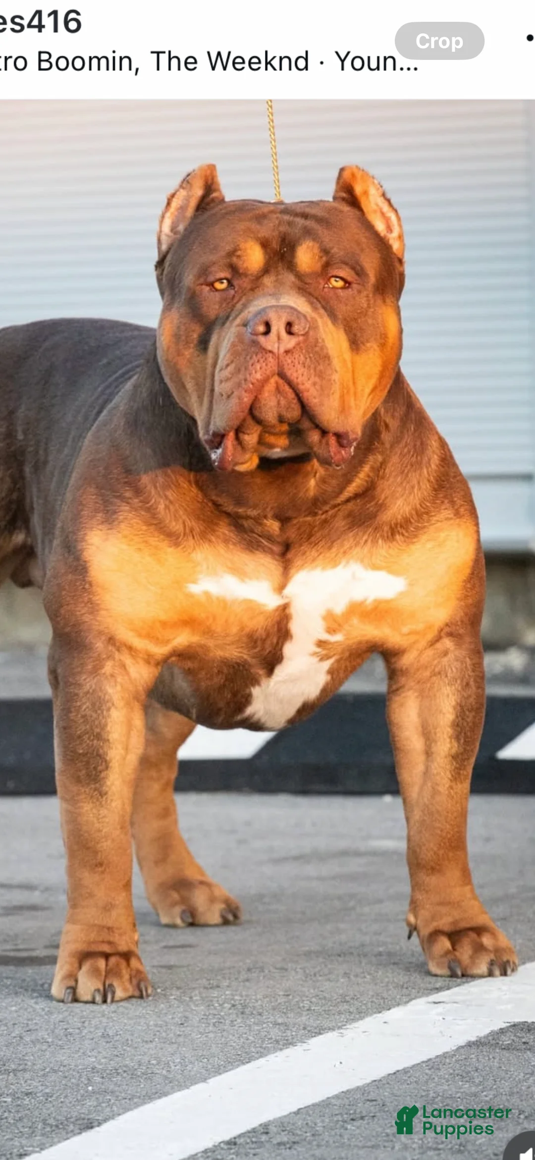 American Bully dogs for sale: Pretty girl - Ad 5
