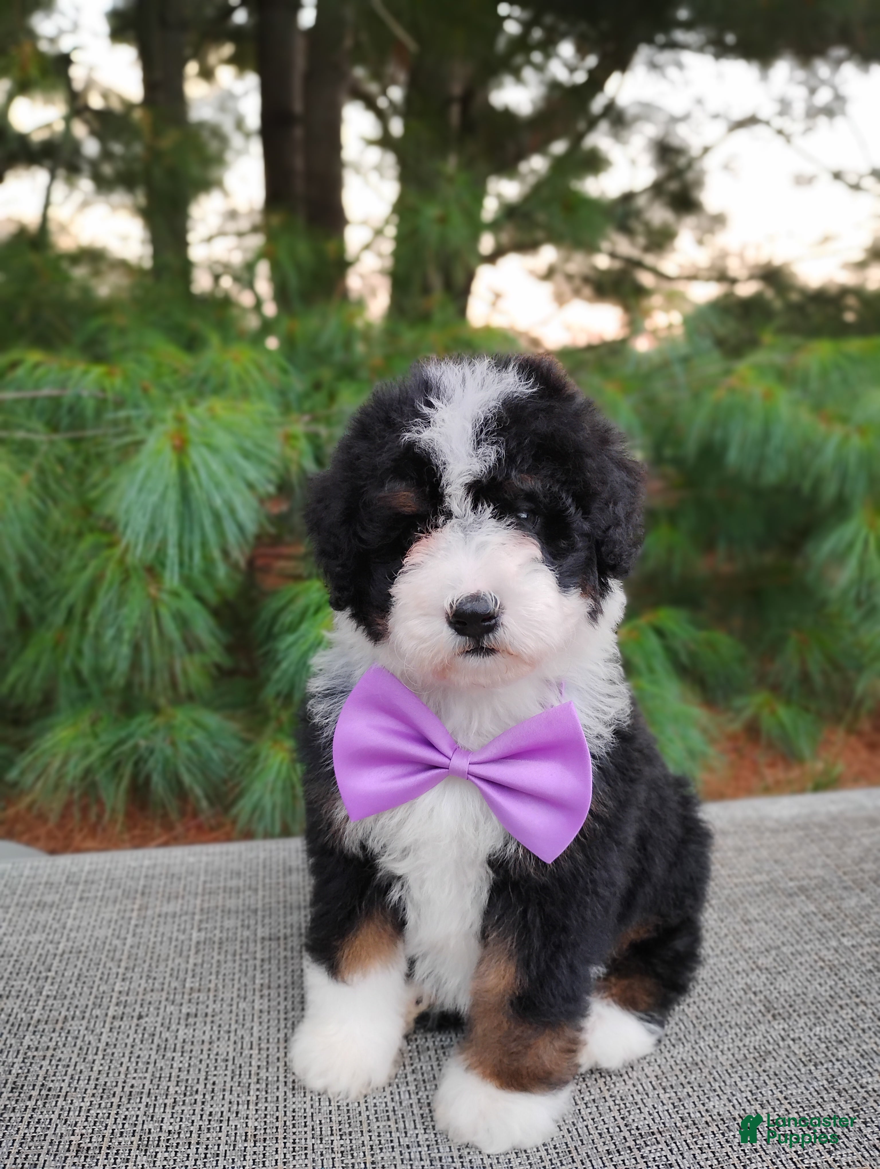 Bernedoodle dogs for sale: Bonbon - Ad 1