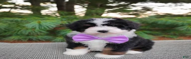 Bonbon