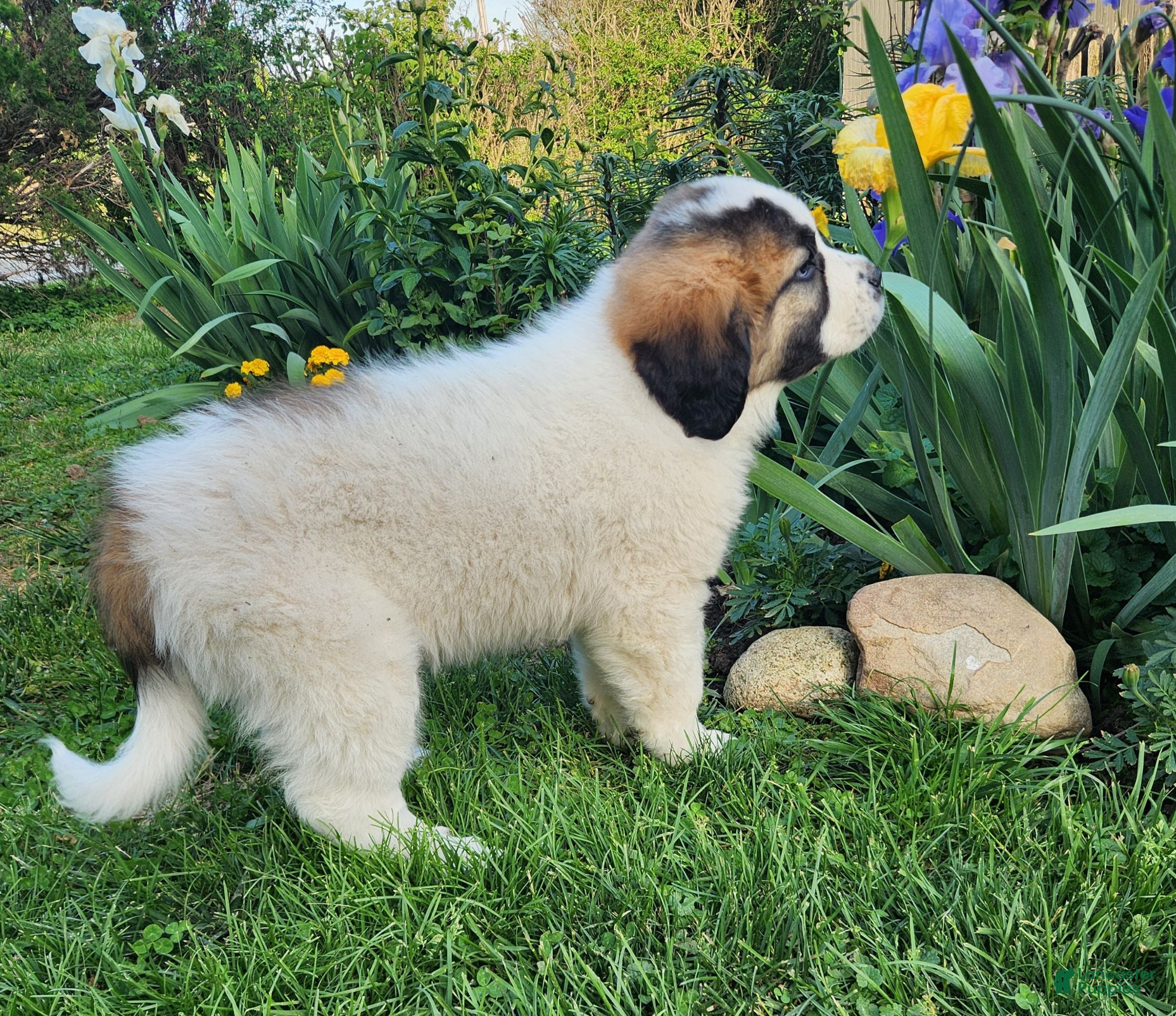 Mixed Breed dogs Roscoe - Ad 2