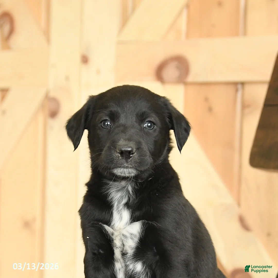 Mixed Breed dogs for sale: Rusty - Ad 5