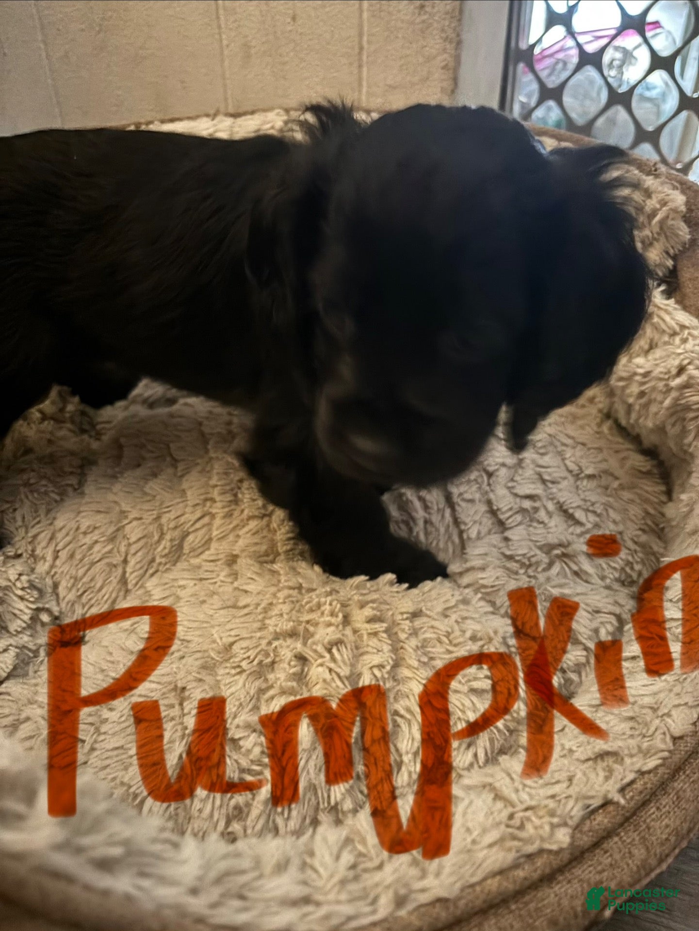 Cockapoo dogs for sale: Cockapoo 4 - Ad 25
