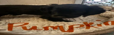 Cockapoo 4