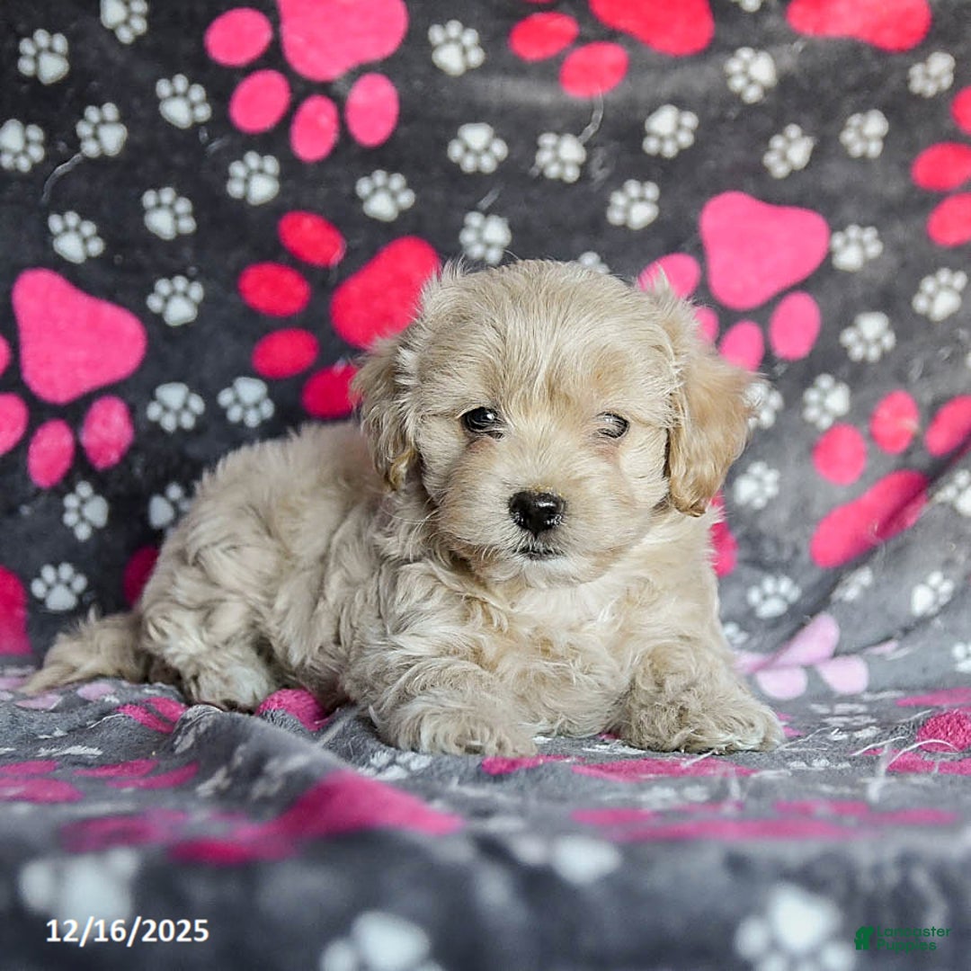 Mixed Breed dogs for sale: Harley - Ad 4