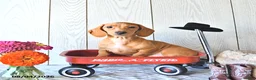 Miniature Dachshund dogs for sale: Casey - Ad 4