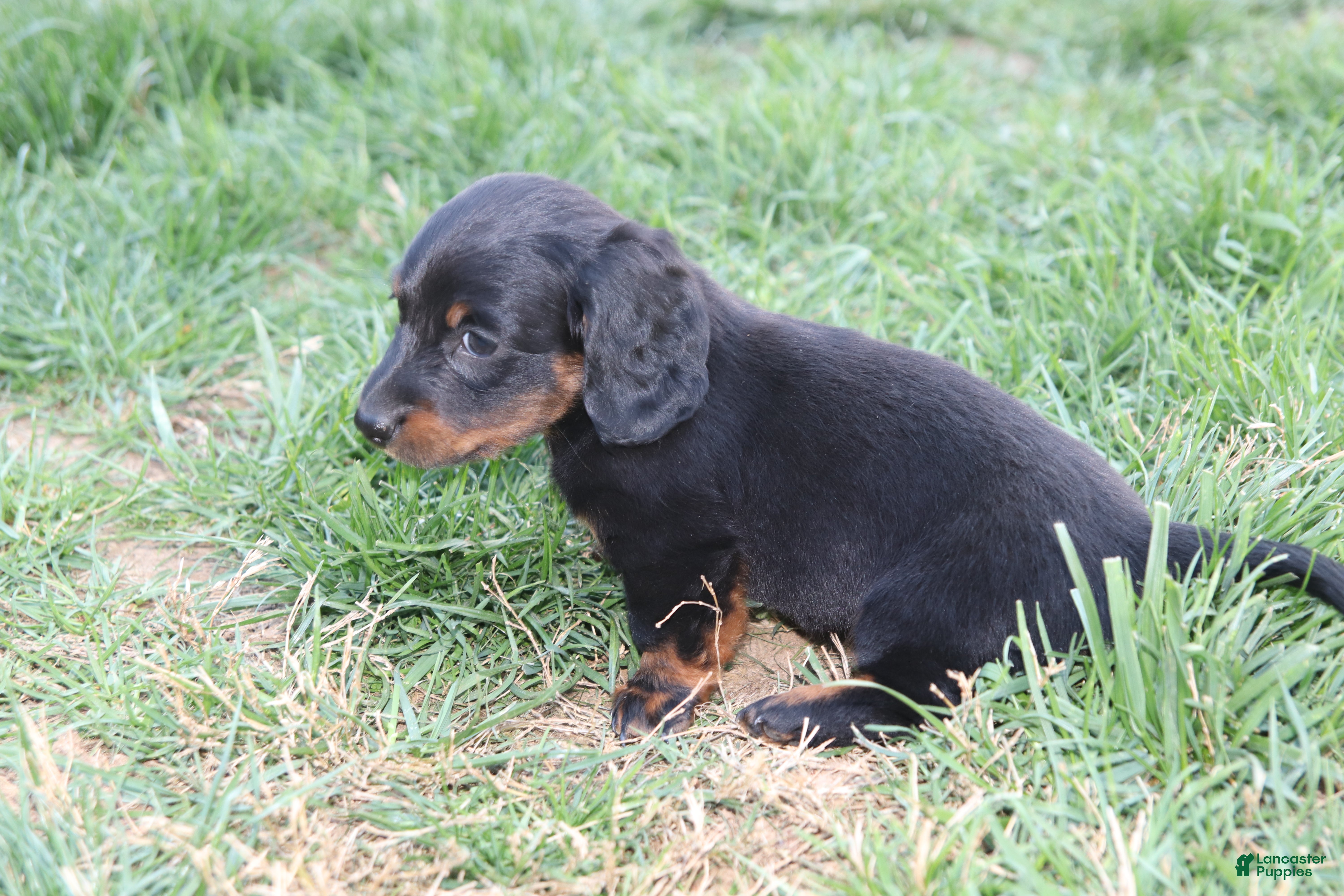Miniature Dachshund dogs Rex - Ad 2