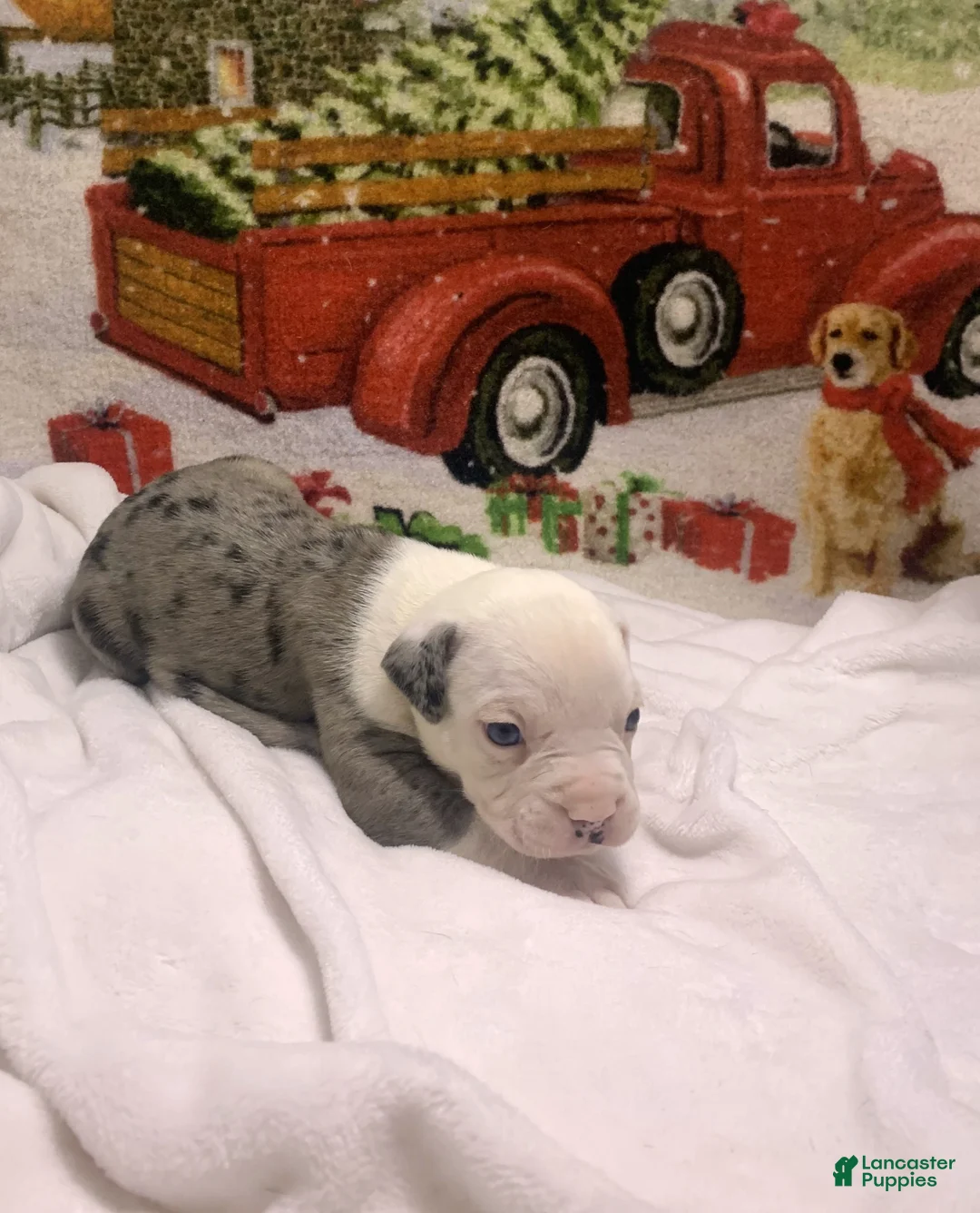 Mixed Breed dogs for sale: Lillith - Ad 9