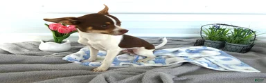 Chihuahua 1 Conway