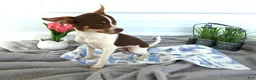Chihuahua dogs for sale: Chihuahua 1 Conway - Ad 1