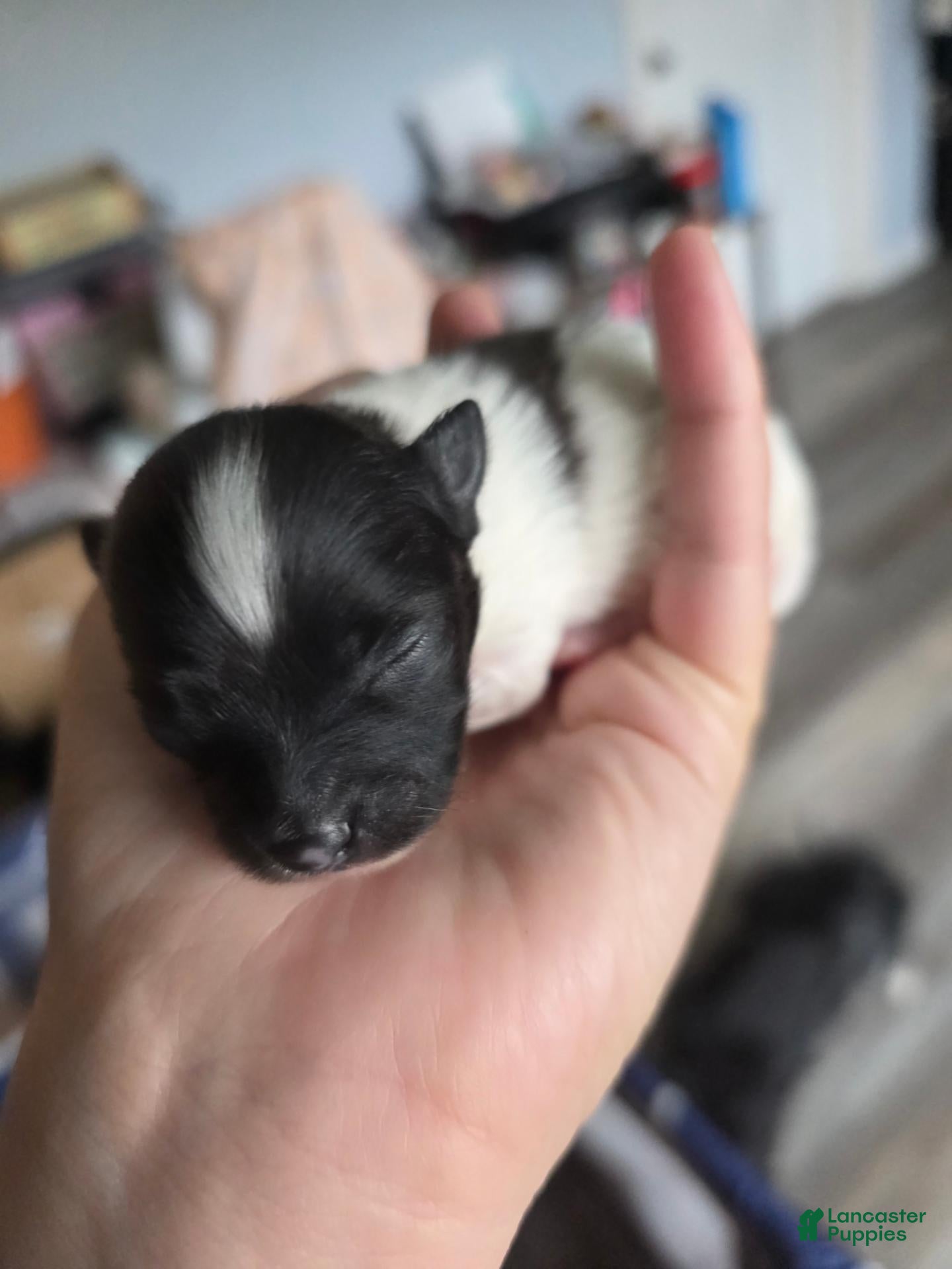 Pomeranian dogs Oreo - Ad 25