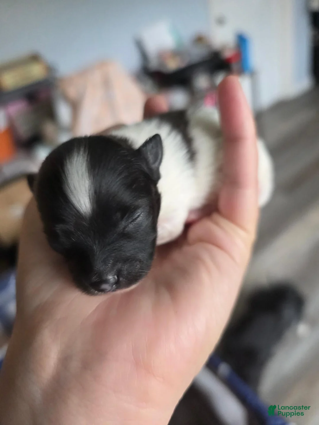 Pomeranian dogs for sale: Oreo - Ad 1
