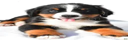 Bernese Mountain Dog dogs for sale: Porter - Ad 4