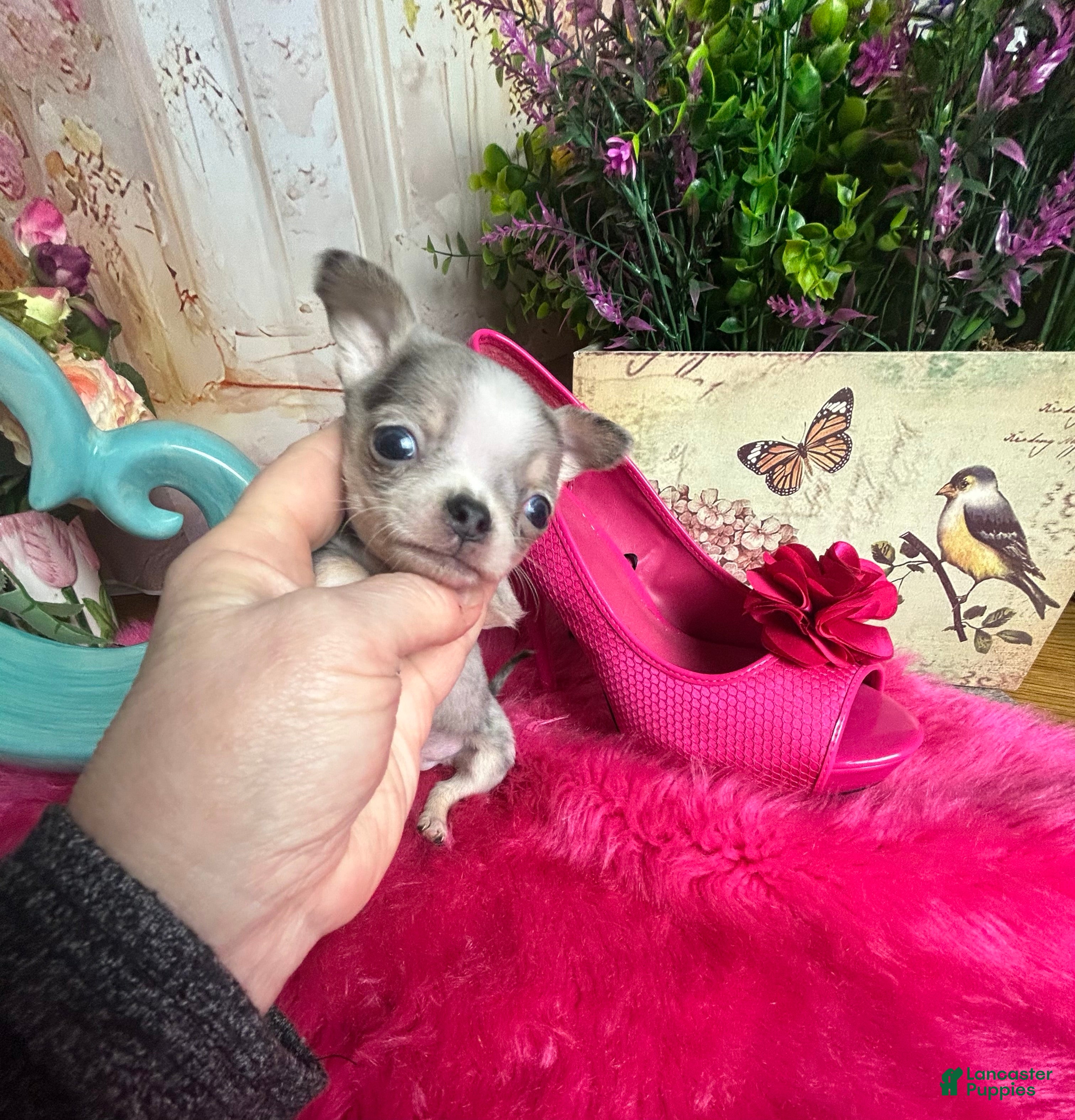 Chihuahua dogs Chihuahua Puppy 2 - Ad 1