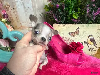 Chihuahua dogs for sale: Chihuahua Puppy 2 - Ad 4