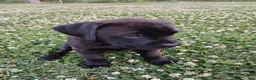 Boxador dogs for sale: Cheddar - Ad 4