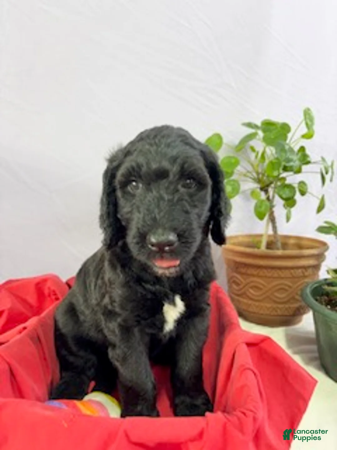 Goldendoodle dogs for sale: Spinner Bait - Ad 2
