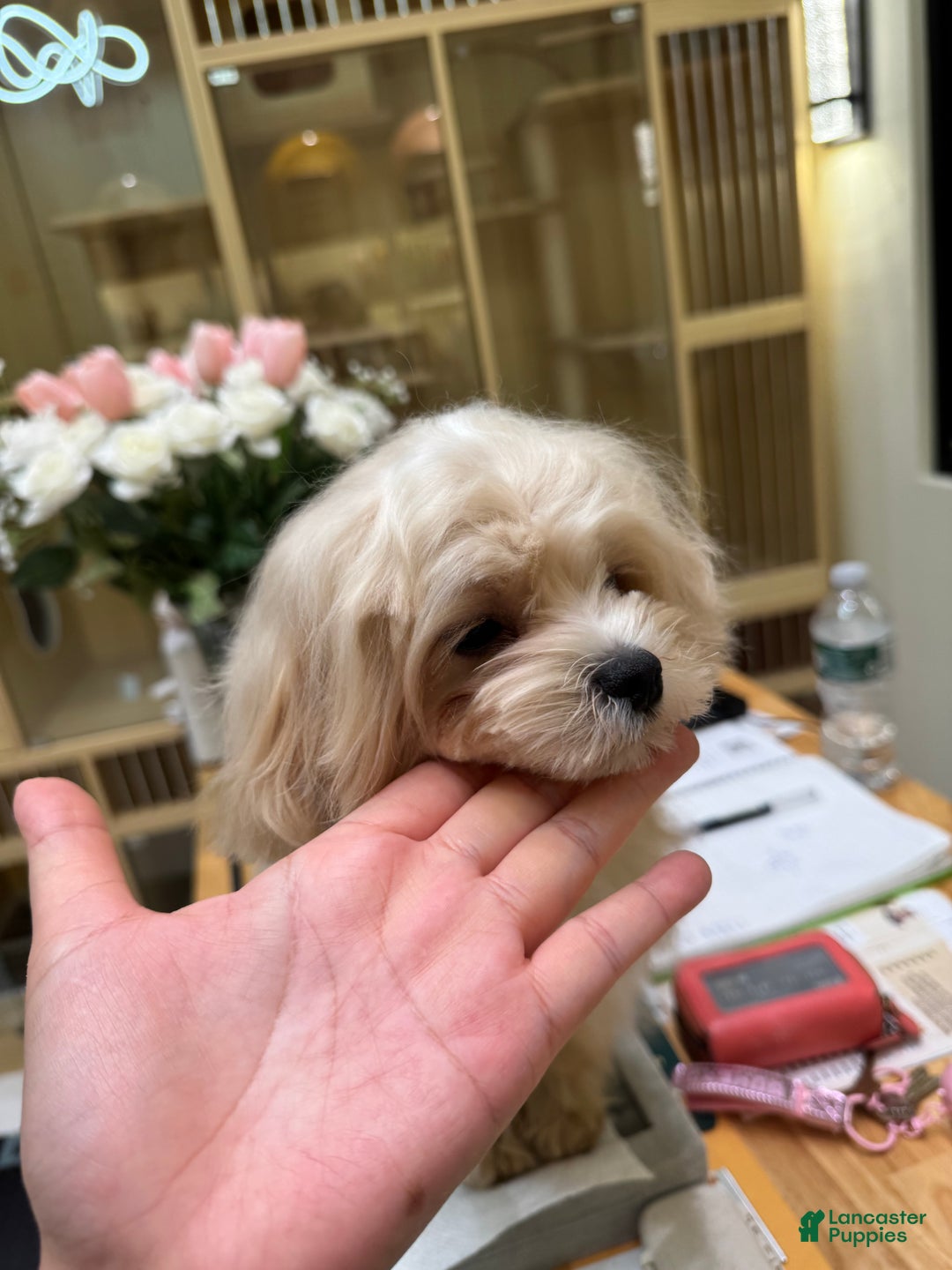 Maltipoo dogs for sale: Maltipoo Puppy 1 - Ad 2