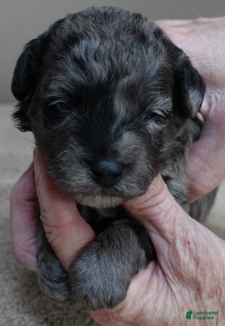 Toy Poodle dogs Millie - Ad 2