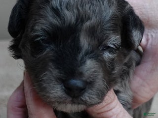 Toy Poodle dogs Millie - Ad 17