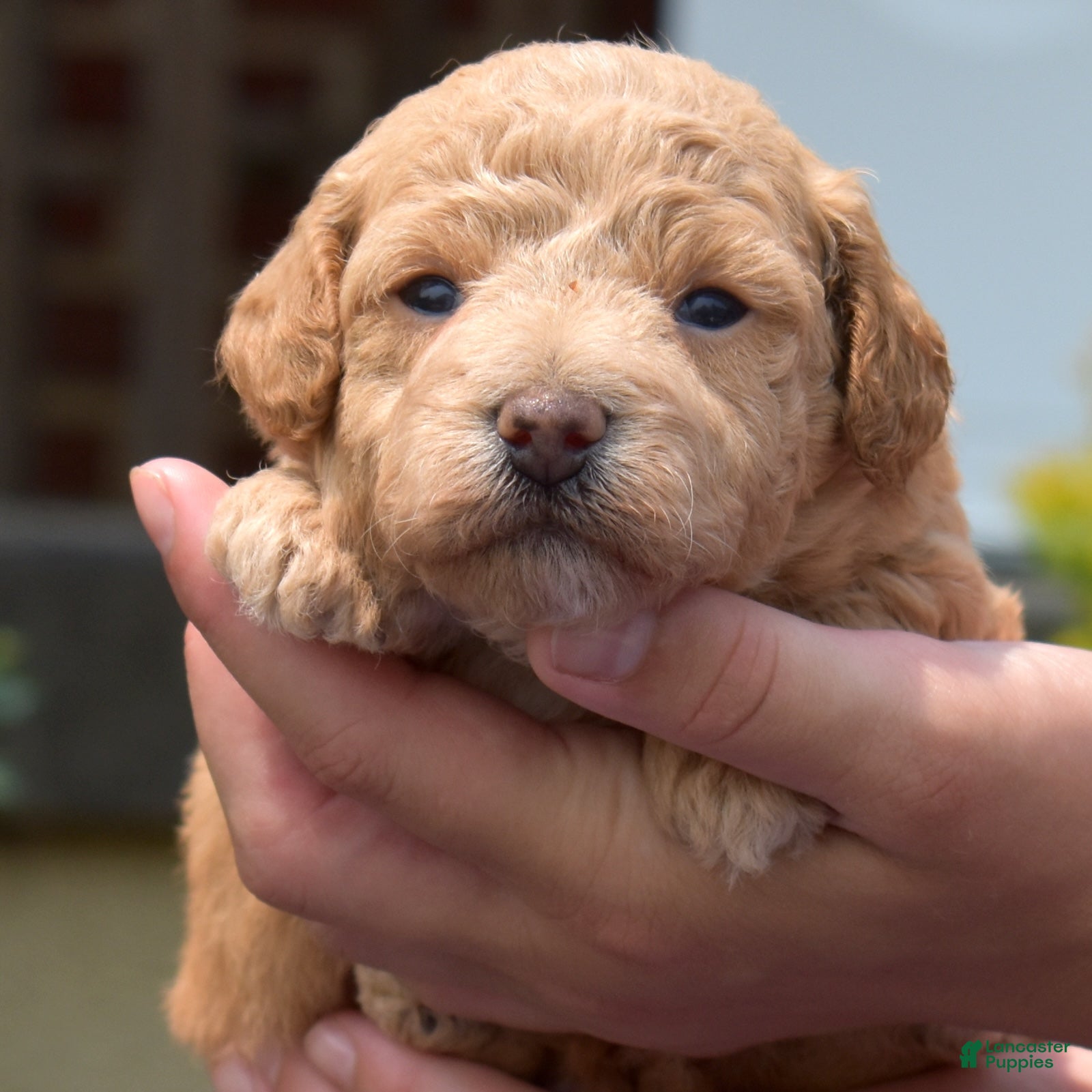 Bichpoo dogs Rookie - Ad 1