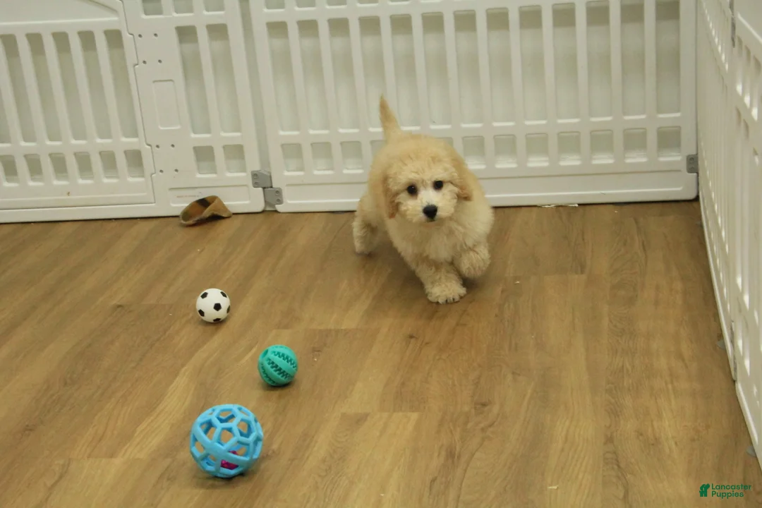 Bichpoo dogs for sale: Remi - Ad 7