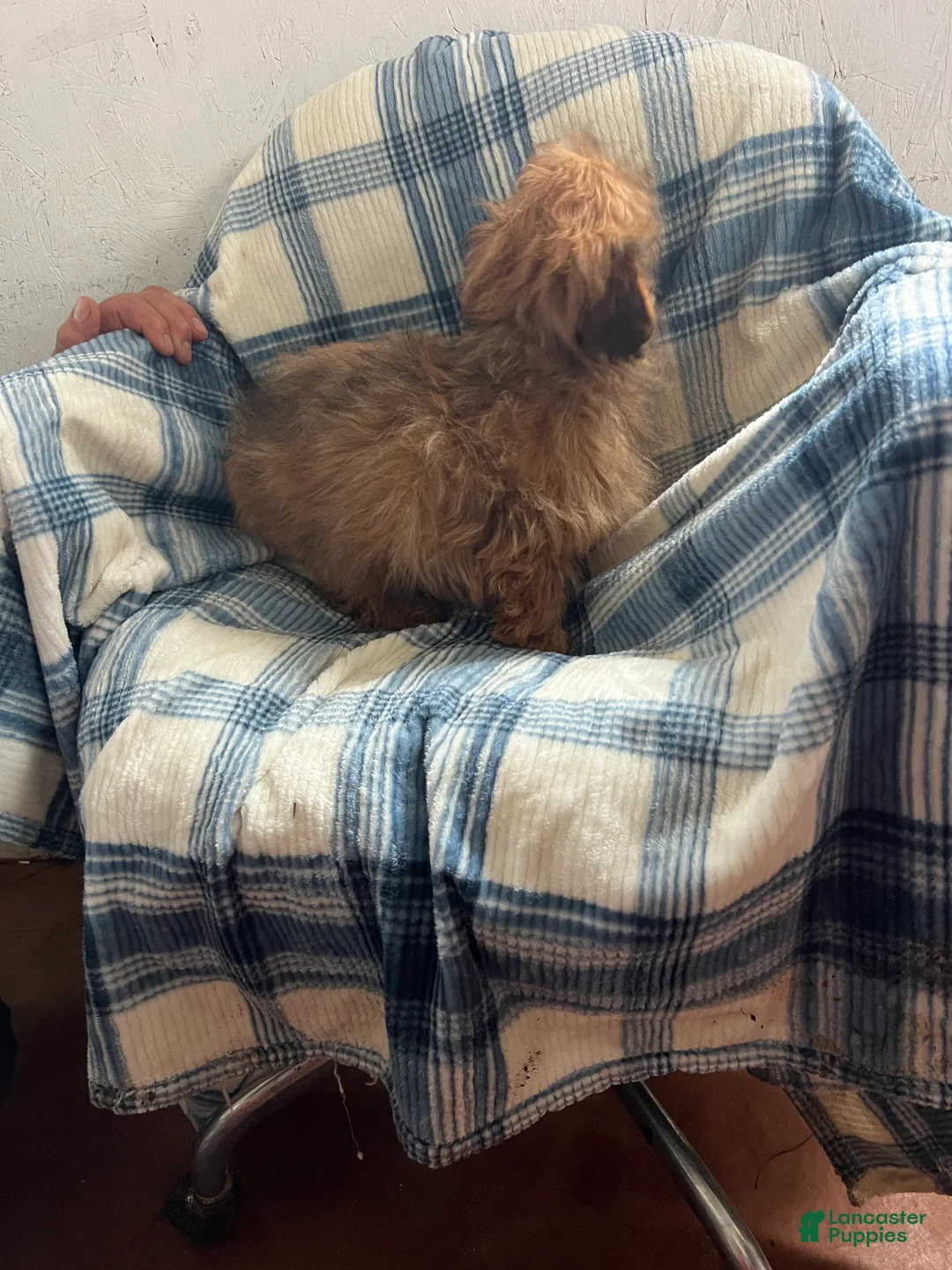 Shihpoo dogs for sale: Danny Boy - Ad 2