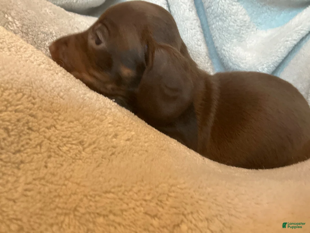 Miniature Dachshund dogs for sale: Graham  - Ad 1