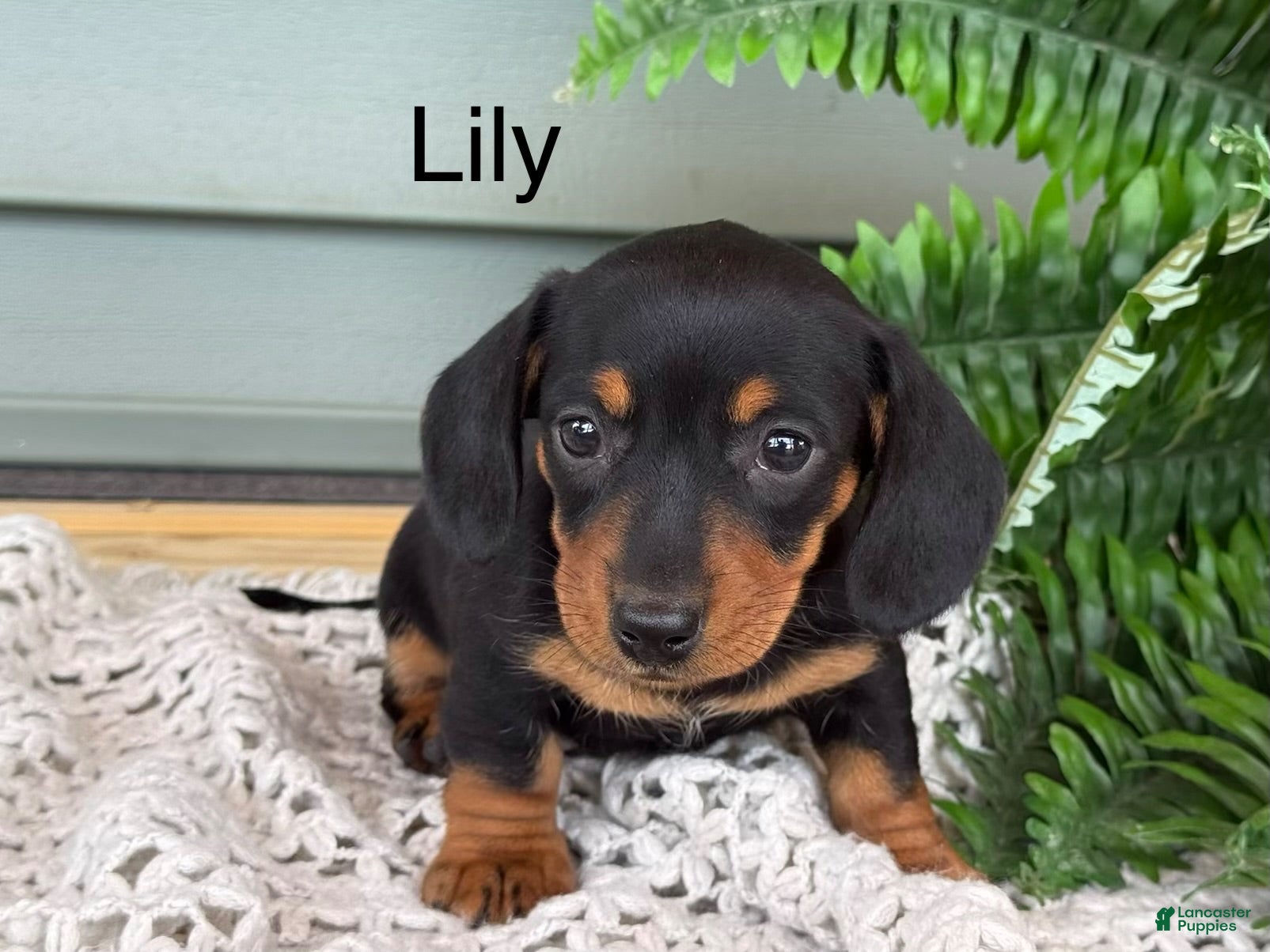 Miniature Dachshund dogs Lily - Ad 1