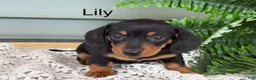 Miniature Dachshund dogs for sale: Lily - Ad 1