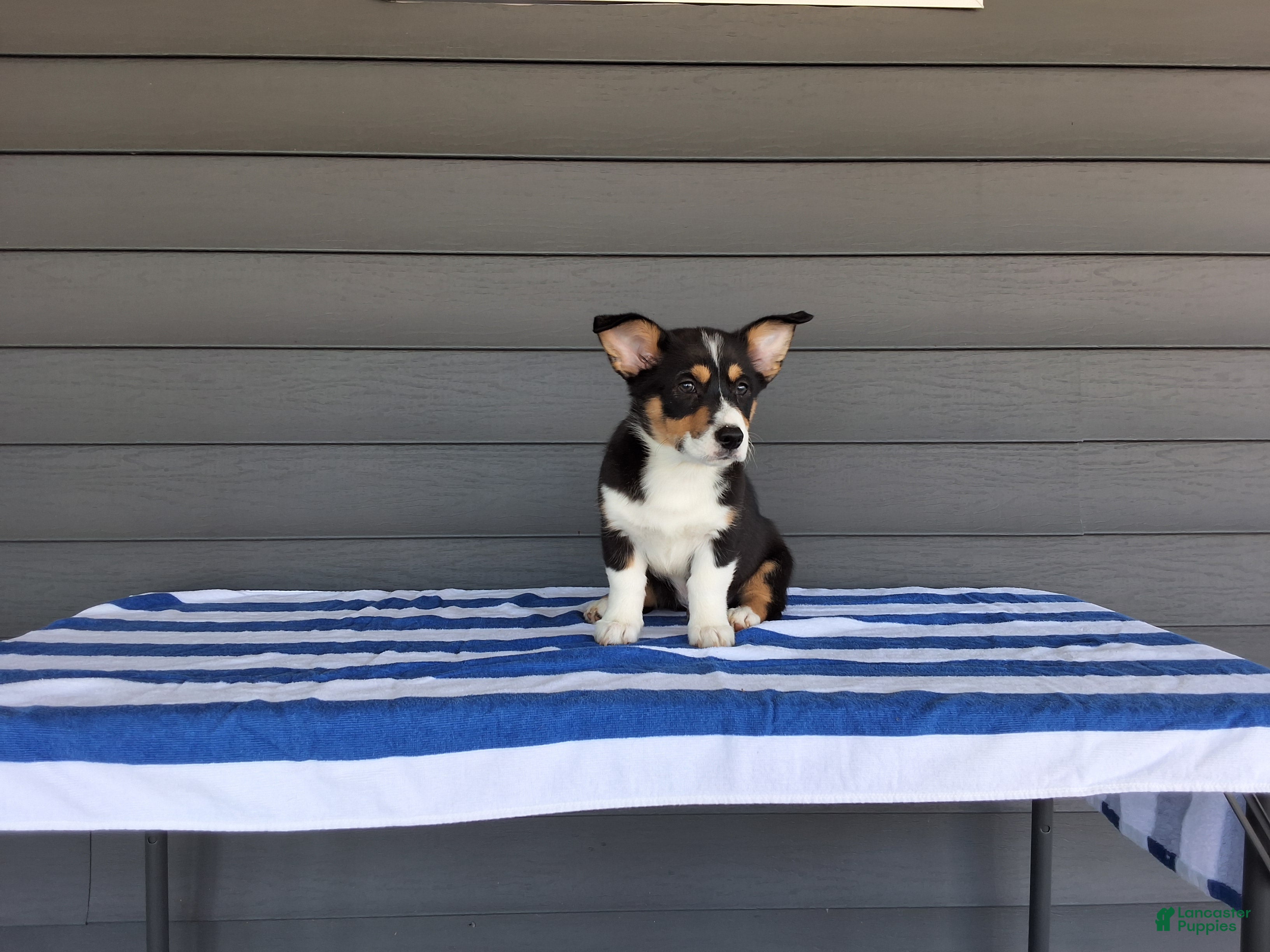 Welsh Corgi Pembroke dogs Max - Ad 1
