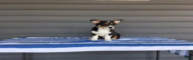Max