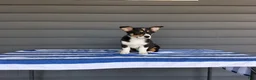 Welsh Corgi Pembroke dogs for sale: Max - Ad 1