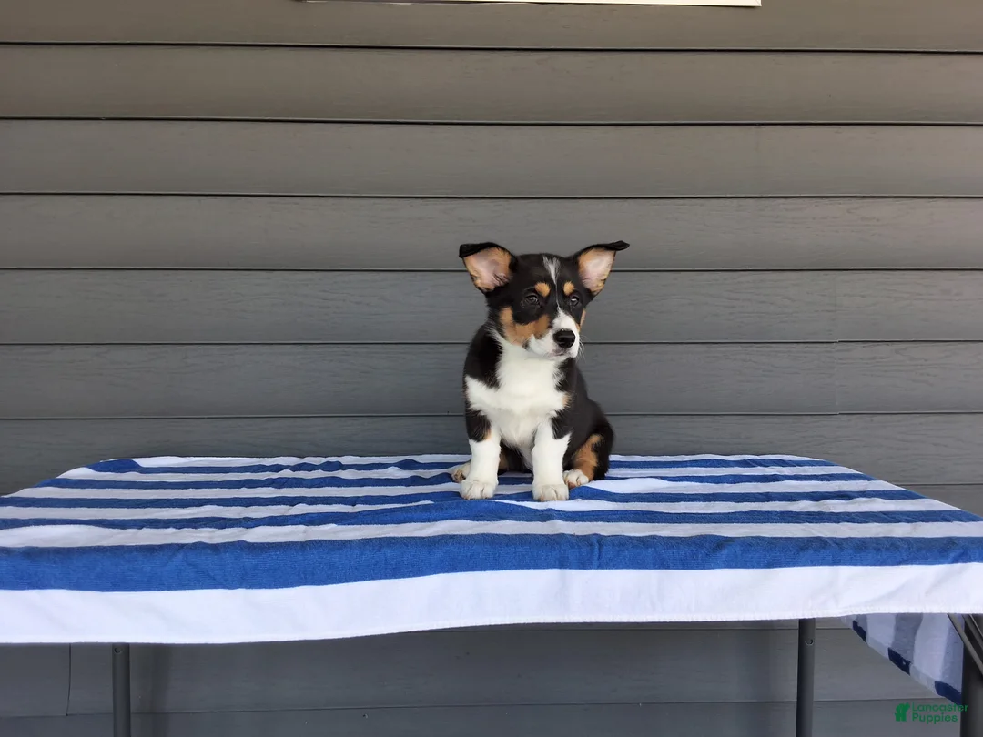 Welsh Corgi Pembroke dogs for sale: Max - Ad 1