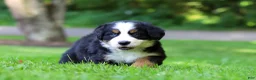 Bernese Mountain Dog dogs for sale: Bella - Ad 5