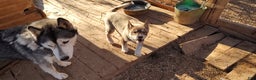 Siberian Husky dogs for sale: Siberian Husky Puppy 4 - Ad 7