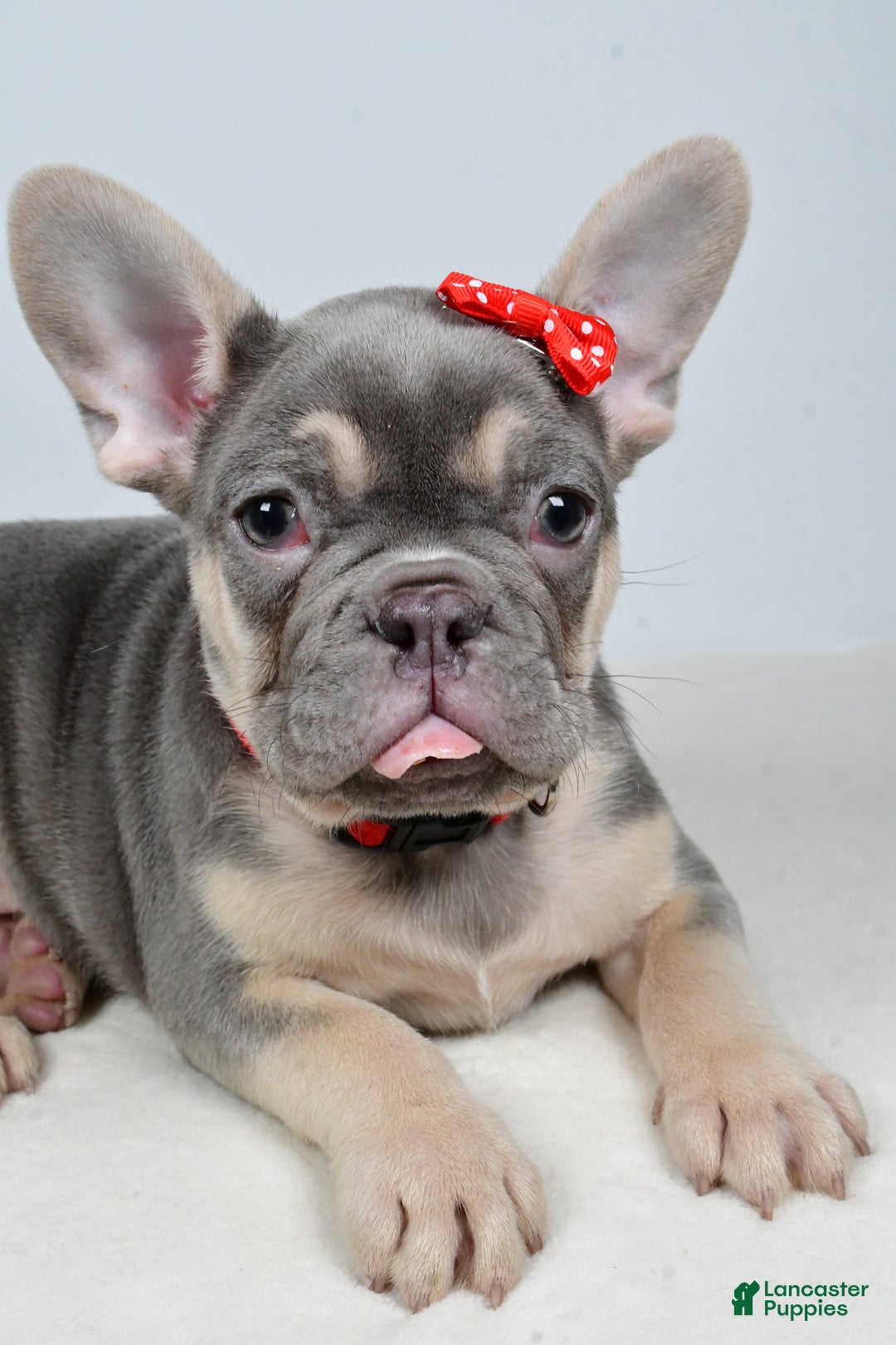 French Bulldog dogs for sale: Buddy  - Ad 12