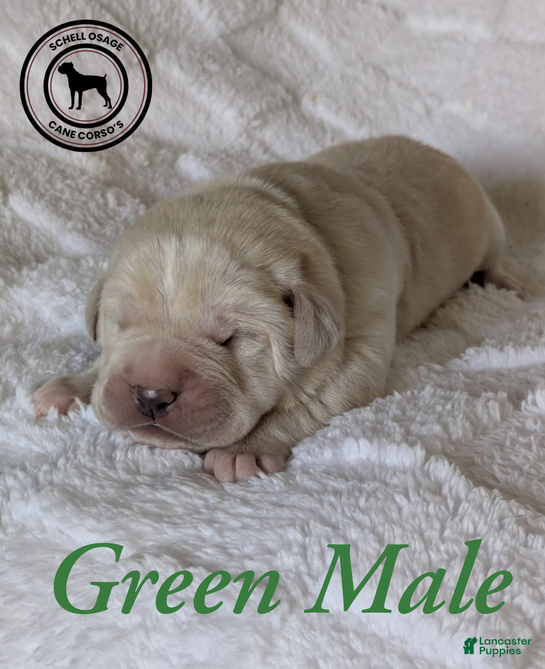 Cane Corso dogs for sale: Green - Ad 1