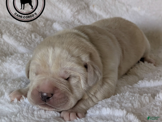 Cane Corso dogs Green - Ad 15