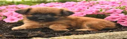 Mixed Breed dogs for sale: Gracie - Ad 4