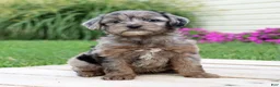 Yorkiepoo dogs for sale: Asher - Ad 4