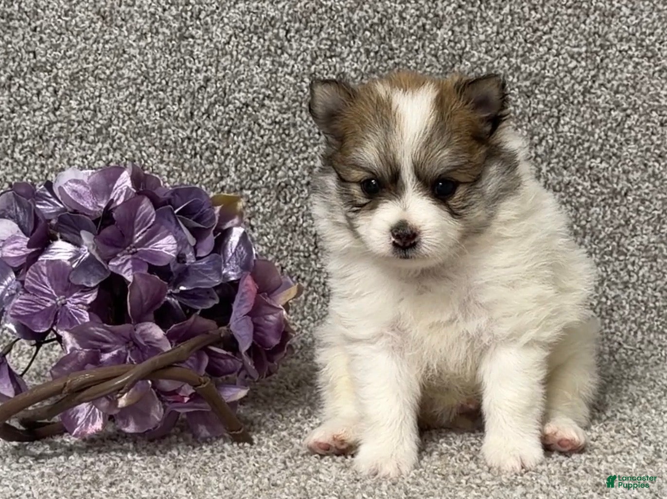 Pomeranian dogs Teddy - Ad 2