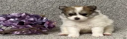 Pomeranian dogs for sale: Teddy - Ad 2